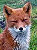  foxfoxfox